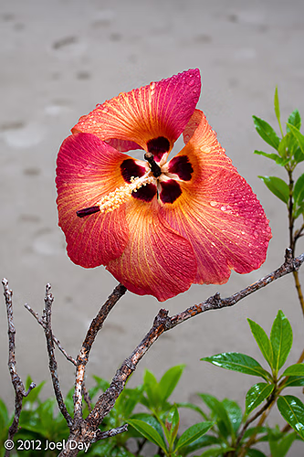 Beach Hibiscus (Hibiscus tiliaceus) on beach at Cape Tribulation, Daintree National Park, Queensland