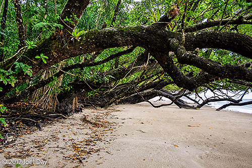 Cape Tribulation, Daintree National Park, Queensland