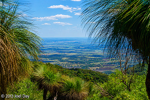 View between Grass Trees (Xanthorrhoea) in Bunya Mountains National Park, Queensland