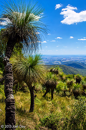 View between Grass Trees (Xanthorrhoea) in Bunya Mountains National Park, Queensland