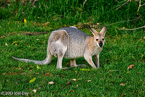 Wallaby in Bunya Mountains National Park, Queensland