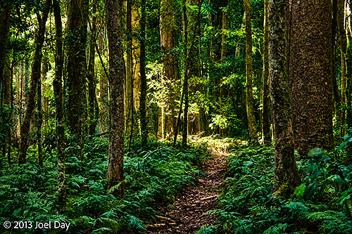 Forest walk through Bunya Mountains National Park, Queensland