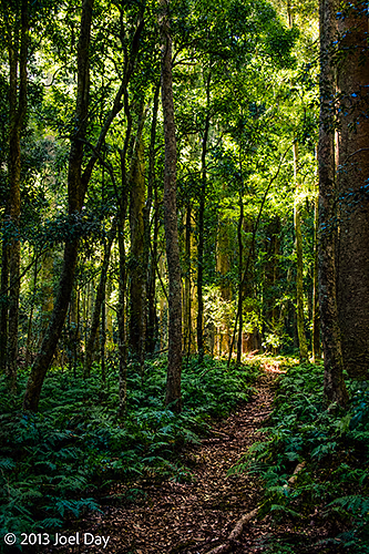 Forest walk through Bunya Mountains National Park, Queensland