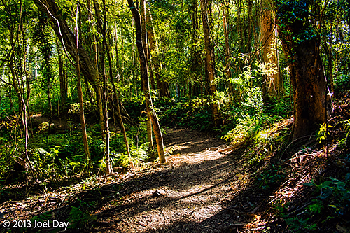 Forest walk through Bunya Mountains National Park, Queensland