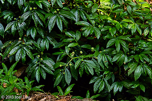 Forest vegetation in Bunya Mountains National Park, Queensland