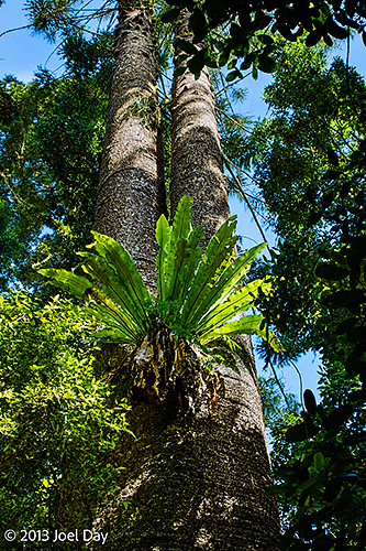 Bunya Pines in Bunya Mountains National Park, Queensland
