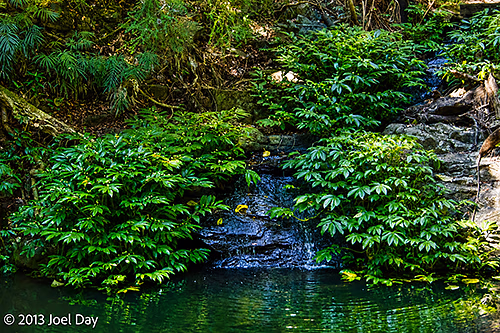 Babbling Brook in Bunya Mountains National Park, Queensland