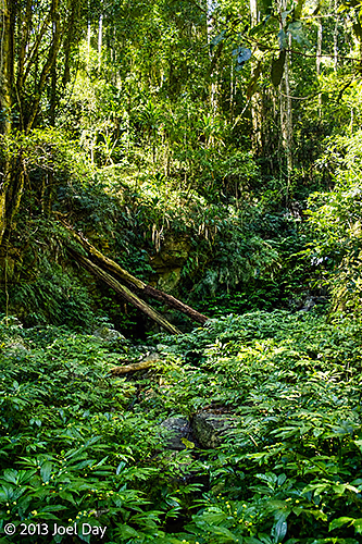 Forest vegetation in Bunya Mountains National Park, Queensland
