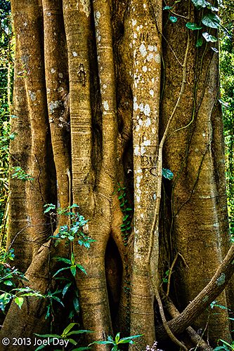 Strangler Fig in Bunya Mountains National Park, Queensland