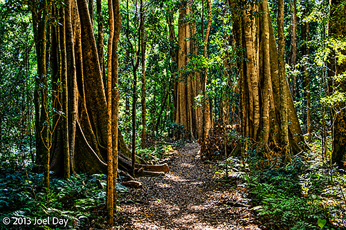 Forest trail through Bunya Mountains National Park, Queensland