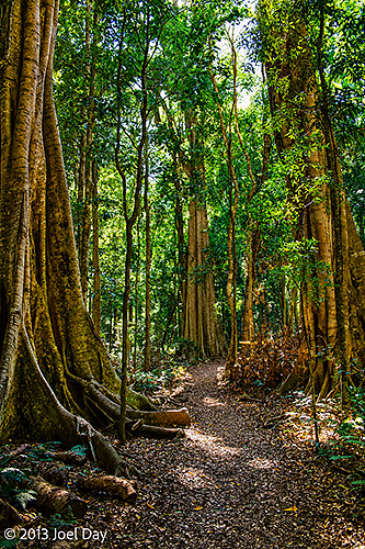 Forest trail through Bunya Mountains National Park, Queensland