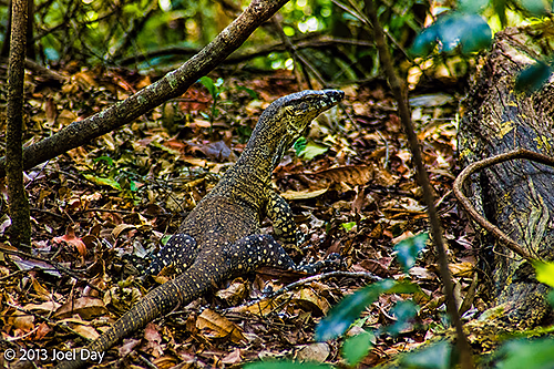 Monitor Lizard in Bunya Mountains National Park, Queensland