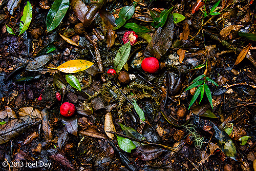 Colourful berries and leaves on the floor of rainforest at Lamington National Park, Queensland