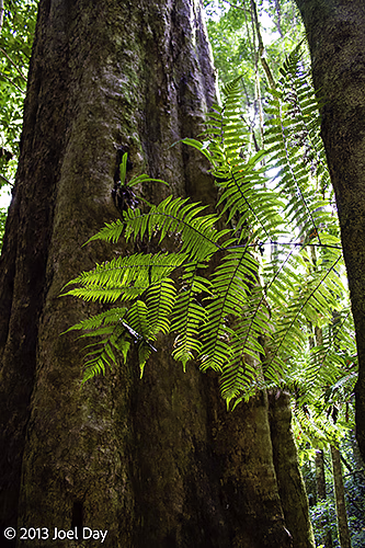 Strangler Fig and ferns along trail in Lamington National Park, Queensland