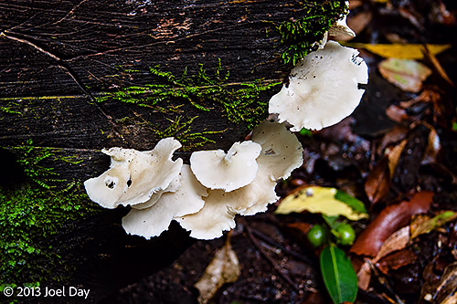 Fungi on the floor of rainforest at Lamington National Park, Queensland