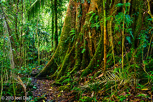 Strangler Fig along trail in Lamington National Park, Queensland