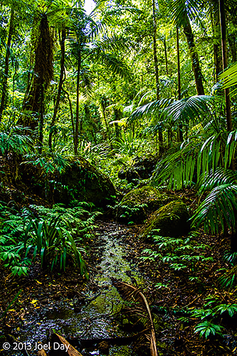 Hiking trail through rainforest in Lamington National Park, Queensland