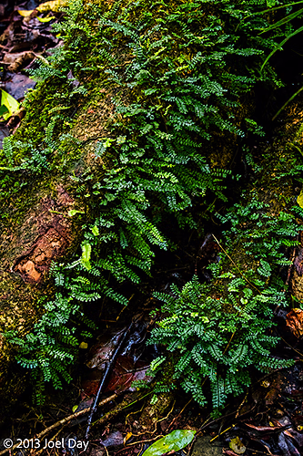 Moss and ferns on tree in rainforest in Lamington National Park, Queensland