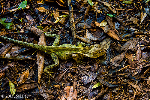 Southern Angle-headed Dragon (Lophosaurus spinipes) camouflaged on floor of rainforest in Lamington National Park, Queensland