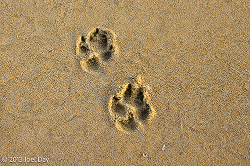 Dingo Prints on Mungo Beach, Myall Lakes National Park, New South Wales