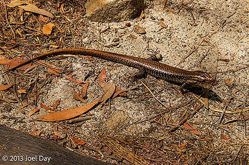 Skink in Blue Mountains National Park, New South Wales