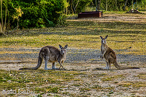 Kangaroos grazing at the Abercrombie Karst Conservation Reserve, New South Wales