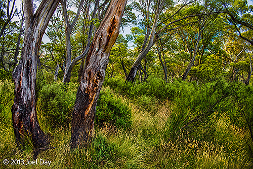 Mount Kosciuszko National Park, New South Wales