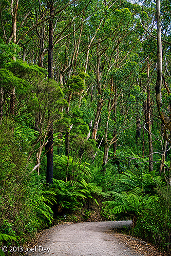 Hiking Track up Mount Oberon Summit, Wilsons Promontory National Park, Victoria