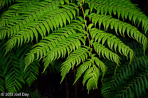 Ferns along the Mount Oberon Summit Hike, Wilsons Promontory National Park, Victoria