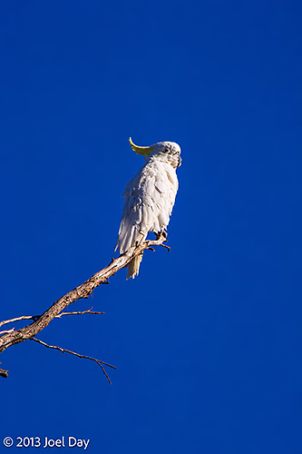 White Cockatoo