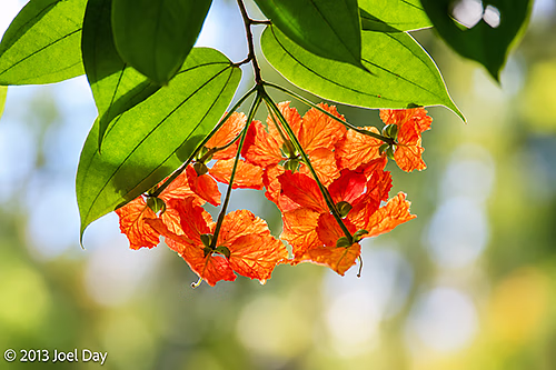 Crape Myrtle (Lagerstroemia sp.), Singapore Botanic Gardens