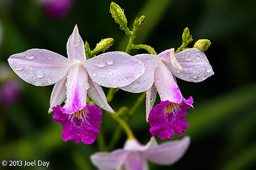 Ground Orchid (Spathoglottis plicata), Singapore Botanic Gardens