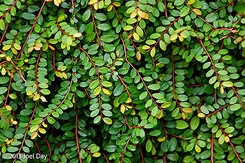Ceylon Myrtle (Cathetus myrtifolius), Singapore Botanic Gardens