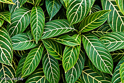 Gold-Veined Eranthemum (Pseuderanthemum maculatum ‘Reticulatum’), Singapore Botanic Gardens