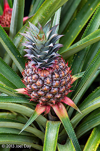 Pineapple (Ananas comosus), Singapore Botanic Gardens