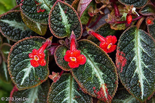 Flame Violet (Episcia cupreata), Singapore Botanic Gardens