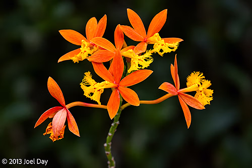 Crucifix Orchid (Epidendrum ibaguense), Singapore Botanic Gardens