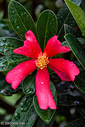 Red Camellia (Camellia azalea), Singapore Botanic Gardens