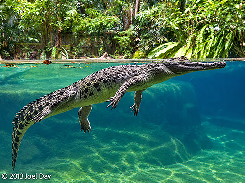 Sunda Gharial (Tomistoma schlegelii), Singapore Zoo