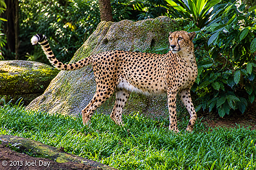 Cheetah (Acinonyx jubatus), Singapore Zoo