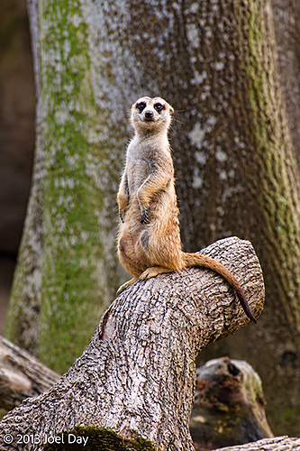 Meerkat (Suricata suricatta), Singapore Zoo