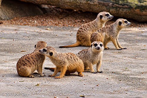 Meerkats (Suricata suricatta), Singapore Zoo