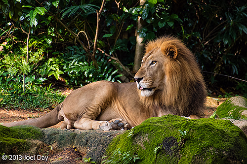 African Lion (Panthera leo), Singapore Zoo