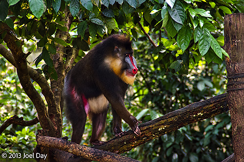 Mandrill (Mandrillus sphinx), Singapore Zoo