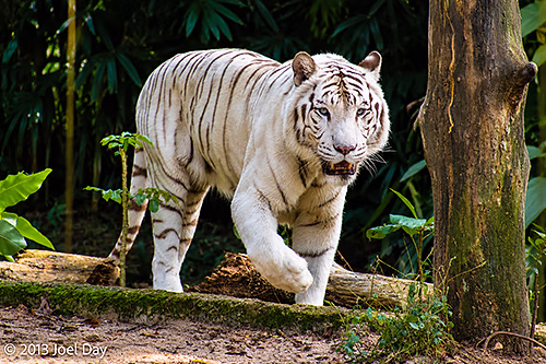White Bengal Tiger (Panthera tigris tigris), Singapore Zoo