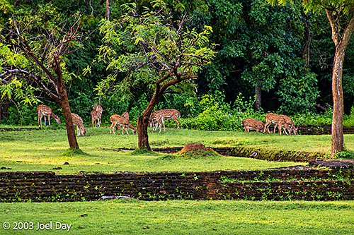 Spotted Deer (Chital, Axis axis) Grazing near Sigiriya Rock Fortress, Sri Lanka