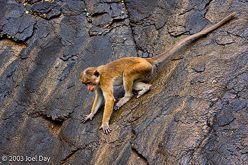 Toque Macaque (Macaca sinica) on a Rock Face near Sigiriya Rock Fortress, Sri Lanka