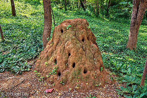 Termite mound with large holes from Cobras burrowing into it to eat the insects in rural Sri Lanka
