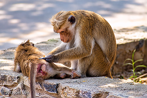 Toque Macaques (Macaca sinica) Grooming near Sigiriya Rock Fortress, Sri Lanka