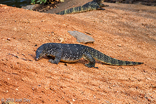 Sri Lankan Land Monitors (Varanus bengalensis) near Polonnaruwa, Sri Lanka